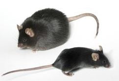 Diabetic Mice and Antioxidant Action