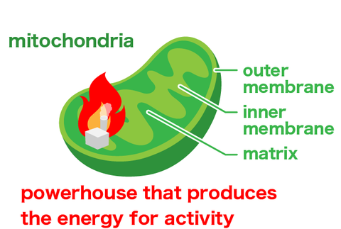 Mitochondria skipping a beat! The relationship between mitochondria and oxidative stress