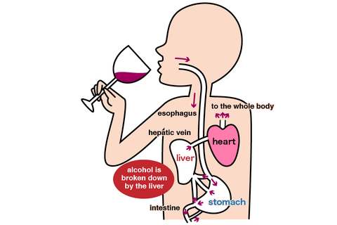 The mechanism of alcohol metabolism is complex.